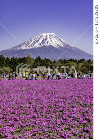 山梨県富士芝桜まつり　芝桜と富士山　 137235885