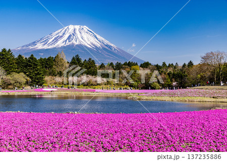 山梨県富士芝桜まつり　芝桜と富士山　 137235886