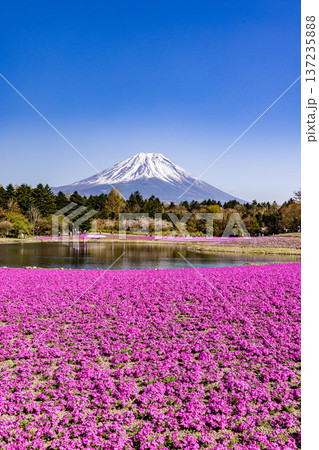 山梨県富士芝桜まつり 芝桜と富士山 山梨県富士芝桜まつり 芝桜と富士山 137235888
