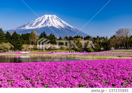 山梨県富士芝桜まつり　芝桜と富士山　 137235891