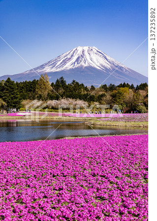 山梨県富士芝桜まつり　芝桜と富士山　 137235892