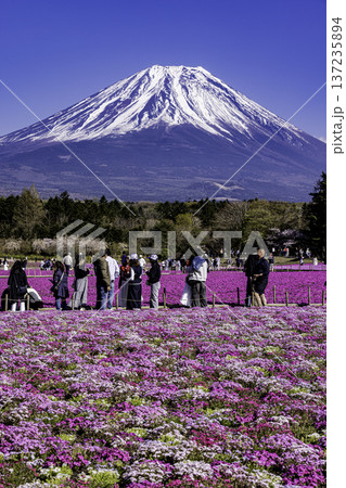 山梨県富士芝桜まつり　芝桜と富士山　 137235894