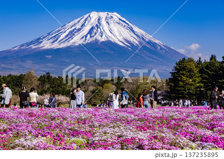 山梨県富士芝桜まつり 芝桜と富士山 山梨県富士芝桜まつり 芝桜と富士山 137235895
