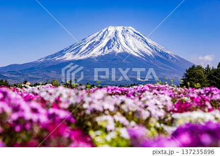 山梨県富士芝桜まつり　芝桜と富士山　 137235896