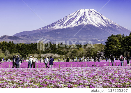 山梨県富士芝桜まつり　芝桜と富士山　 137235897