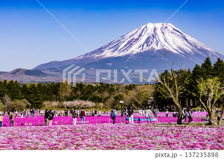 山梨県富士芝桜まつり　芝桜と富士山　 137235898