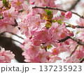 春の訪れを告げる河津桜 137235923