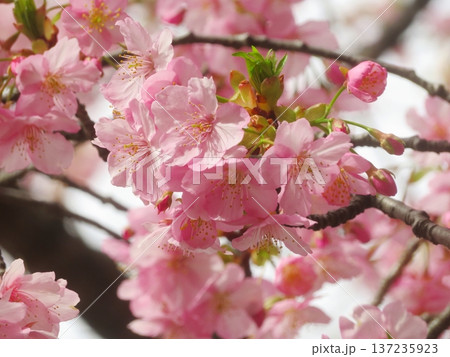 春の訪れを告げる河津桜 137235923