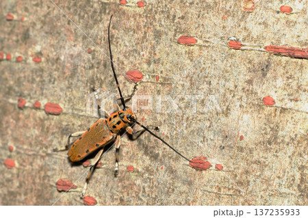 ヤツメカミキリ 137235933