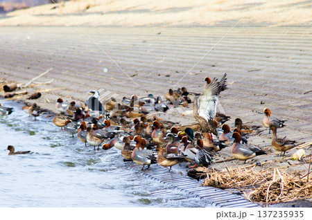 冬の休息：水際で羽を休める渡り鳥たち 137235935