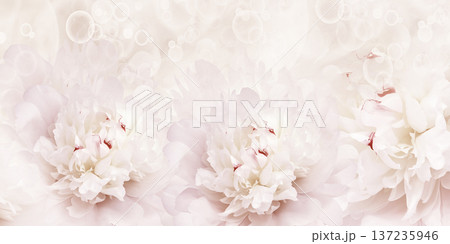 Holiday card with peony flowers. Floral background. Close-up. Nature. Holiday card with peony flowers. Floral background. Close-up. Nature. 137235946