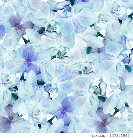 Phalaenopsis flowers. Floral background. Closeup. Nature. Phalaenopsis flowers. Floral background. Closeup. Nature. 137235947