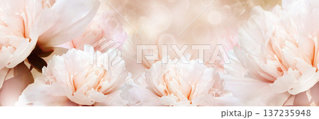 Floral spring background. Peonies flowers and petals flowers. Close-up. Nature. Floral spring background. Peonies flowers and petals flowers. Close-up. Nature. 137235948