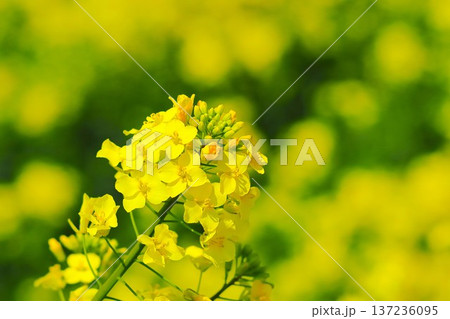 春の訪れを告げる菜の花 137236095