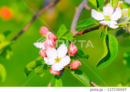 開花した可愛らしいリンゴの花 137236097