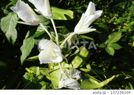 秋10月真っ白い花を咲かせたジンジャーリリーの花 137236104