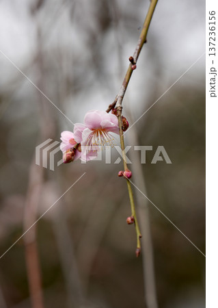 紅梅　藤牡丹枝垂 137236156