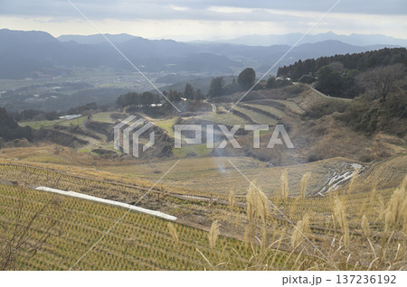 冬の岳の棚田に差し込む光とススキの風景 佐賀県有田町 冬の岳の棚田に差し込む光とススキの風景 佐賀県有田町 137236192