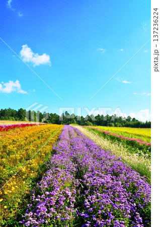 サルビア　花畑 137236224
