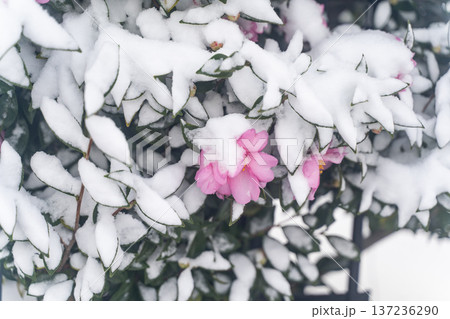 雪に咲く椿の花景色② 雪に咲く椿の花景色② 137236290