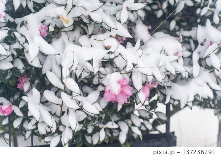 雪に咲く椿の花景色① 137236291