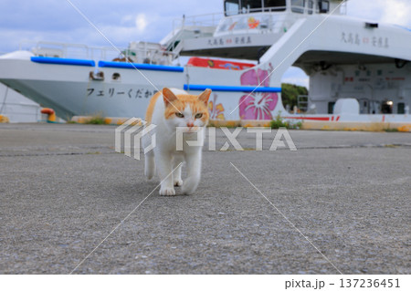 離島の猫 137236451