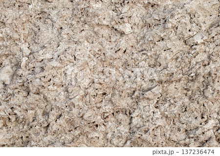 Rock from sedimentary shell rocks close-up, uniform texture background  137236474