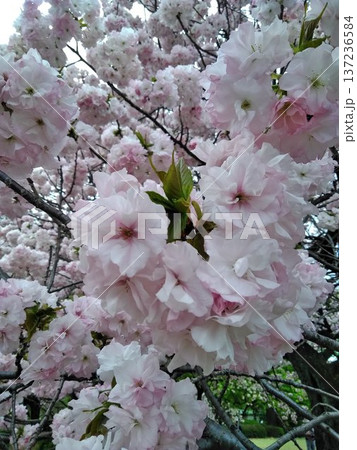 春の訪れを告げる満開の桜 137236584