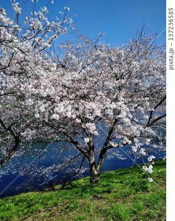 青空に映える満開の桜 137236585