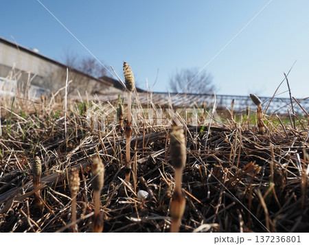 胞子を飛ばした前後のツクシの穂（田んぼの近くのスギナの胞子茎） 137236801