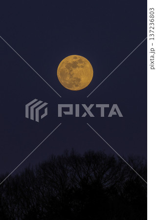 満月 満月 137236803