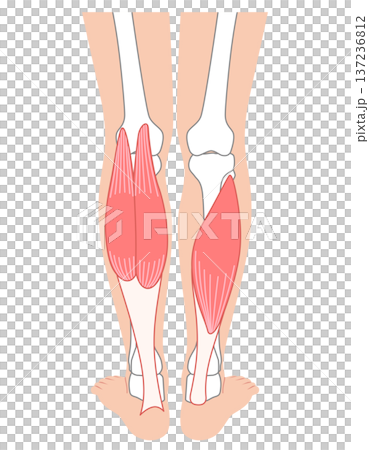 Calf muscles: Gastrocnemius, Soleus, Triceps surae 137236812
