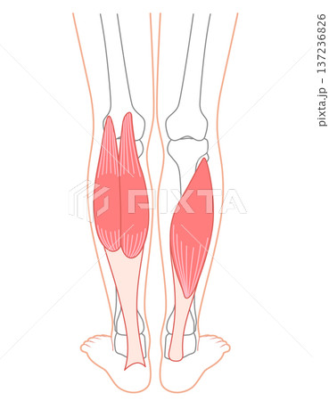 ふくらはぎの筋肉　腓腹筋　ヒラメ筋　下腿三頭筋 137236826