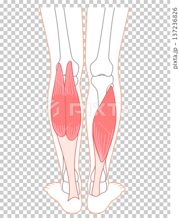 Calf muscles: Gastrocnemius, Soleus, Triceps surae 137236826