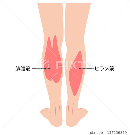 ふくらはぎの筋肉 腓腹筋 ヒラメ筋 下腿三頭筋 ふくらはぎの筋肉 腓腹筋 ヒラメ筋 下腿三頭筋 137236859