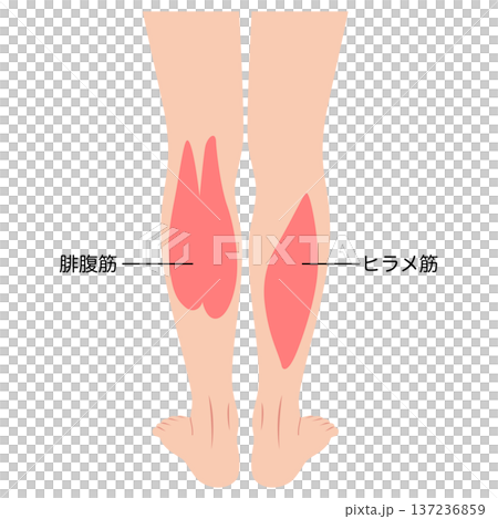 ふくらはぎの筋肉 腓腹筋 ヒラメ筋 下腿三頭筋 ふくらはぎの筋肉 腓腹筋 ヒラメ筋 下腿三頭筋 137236859