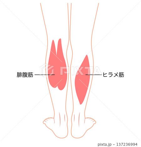 ふくらはぎの筋肉 腓腹筋 ヒラメ筋 下腿三頭筋 ふくらはぎの筋肉 腓腹筋 ヒラメ筋 下腿三頭筋 137236994