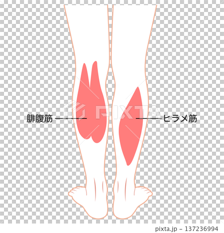 ふくらはぎの筋肉 腓腹筋 ヒラメ筋 下腿三頭筋 ふくらはぎの筋肉 腓腹筋 ヒラメ筋 下腿三頭筋 137236994