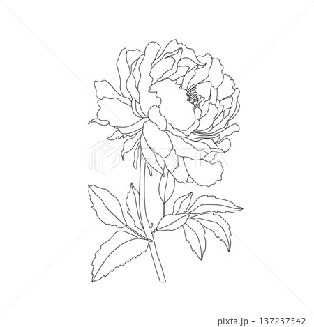 Hand drawn peony flower with leaves, elegant botanical line art illustration 137237542