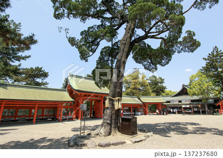 住吉大社 大阪府 137237680
