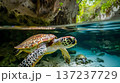 sea turtle swimming in crystal clear water, background is an underground cave with lush greenery 137237729