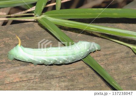 キイロスズメガの幼虫 137238047
