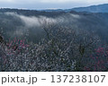 咲き揃った梅を照らす朝焼けの空　梅まつり開催中の月ヶ瀬梅渓　雲海を背景に咲く梅② 137238107