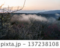 咲き揃った梅を照らす朝焼けの空　梅まつり開催中の月ヶ瀬梅渓　黄金色に染まる空を背景に咲く梅 137238108