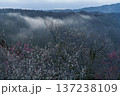 咲き揃った梅を照らす朝焼けの空　梅まつり開催中の月ヶ瀬梅渓　雲海を背景に咲く梅③ 137238109