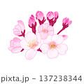 春の日に薄紅色の花を咲かせる桜と蕾 137238344