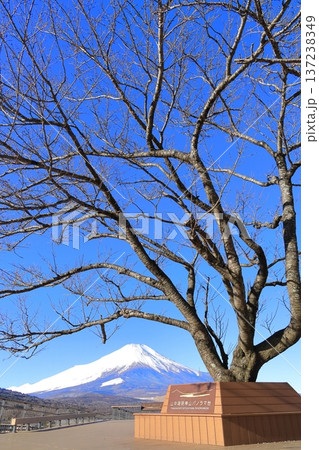 山中湖明神山パノラマ台から望む、冠雪した富士山 山中湖明神山パノラマ台から望む、冠雪した富士山 137238349