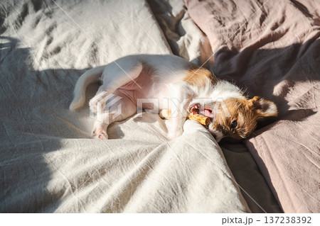 Puppy chewing on toy while lying on bed with soft linen. Puppy chewing on toy while lying on bed with soft linen. 137238392