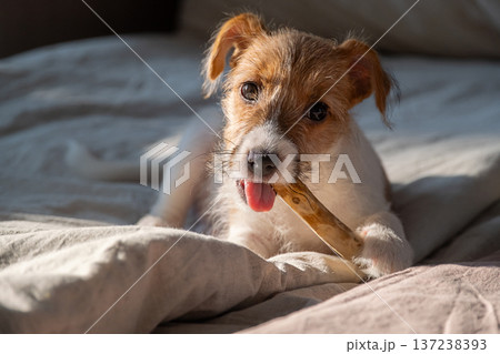 Little dog playing with stick. Cute pet concept. Little dog playing with stick. Cute pet concept. 137238393
