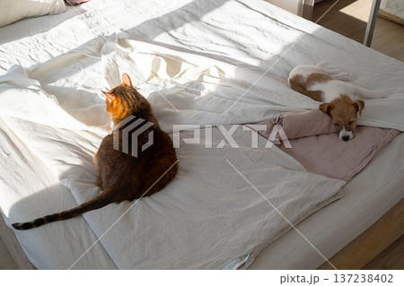 Ginger cat sits on white bed looking away as puppy sleeps nearby. Ginger cat sits on white bed looking away as puppy sleeps nearby. 137238402